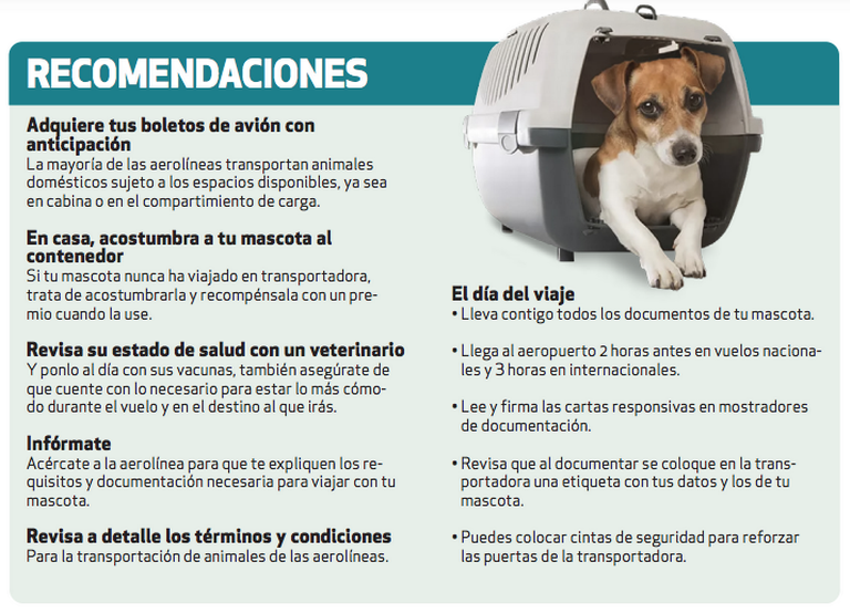 como calmar a un cachorro en un avion