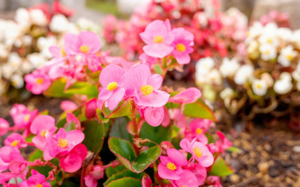 How should be cared for begonias so they bloom? – Diario del Sur