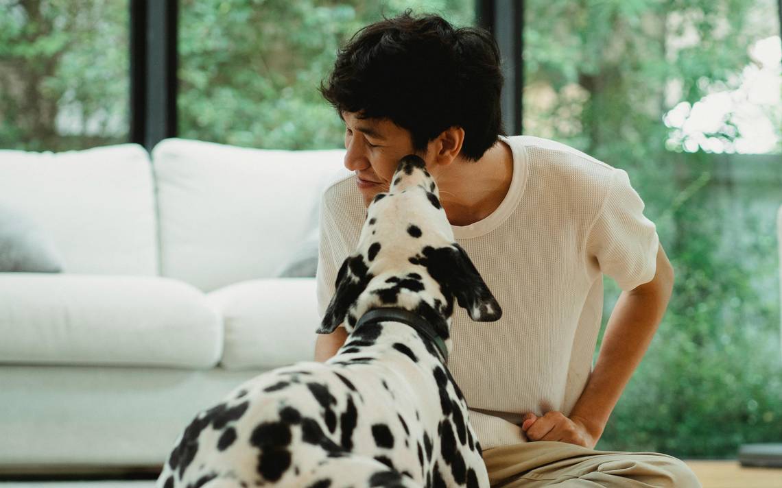 es un perro lamiendo tu cara una muestra de cariño