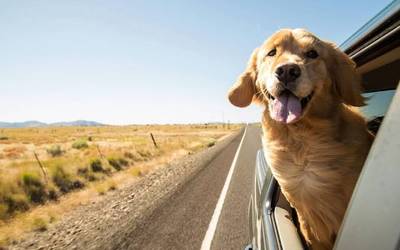 como hago para que mi perro se comporte en el coche