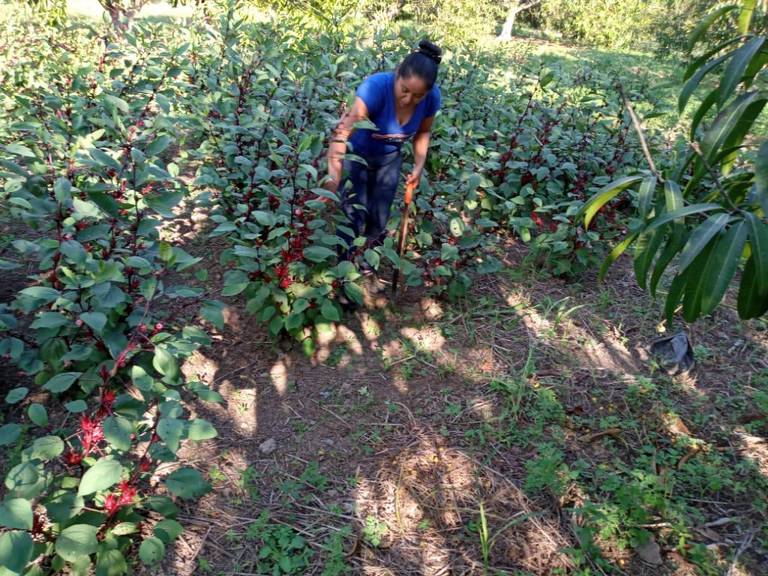 Promueven el rescate de la flor de Jamaica en el Soconusco, siembra,  productores, coronavirus, covid-19 - Diario del Sur | Noticias Locales,  Policiacas, sobre México, Chiapas y el Mundo