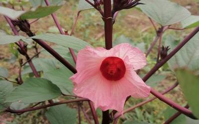 productores, ingresos, campo, agrícola, agricultura, Campesinos del  Soconusco rescatan la flor de Jamaica - Diario del Sur | Noticias Locales,  Policiacas, sobre México, Chiapas y el Mundo