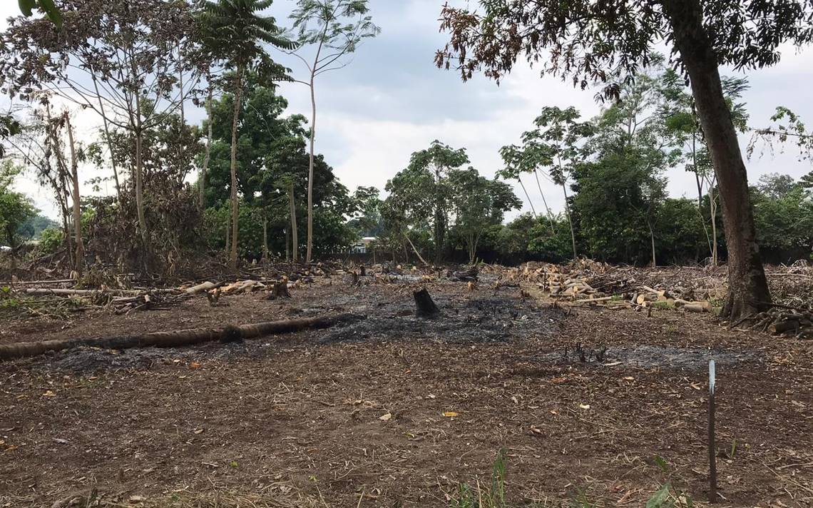 En Tuxtla Chico cometen ecocidio para la venta de terrenos - Diario del Sur  | Noticias Locales, Policiacas, sobre México, Chiapas y el Mundo