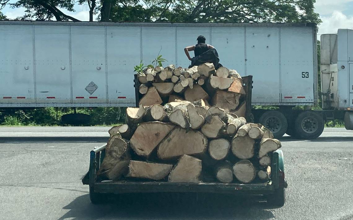 Acaban con árboles en municipios del Soconusco - Diario del Sur | Noticias  Locales, Policiacas, sobre México, Chiapas y el Mundo