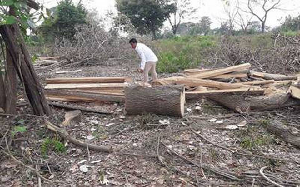 ecosistema, medo ambiente, ecologia, Chiapas pierde 45 mil hectáreas por  deforestación al año: SEMAHN - Diario del Sur | Noticias Locales,  Policiacas, sobre México, Chiapas y el Mundo