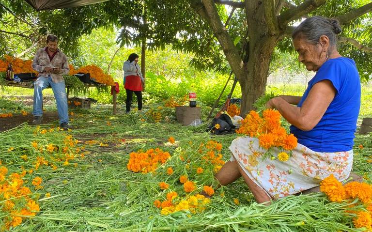 Hacen de la flor de cempasúchil un negocio familiar - Diario del Sur |  Noticias Locales, Policiacas, sobre México, Chiapas y el Mundo