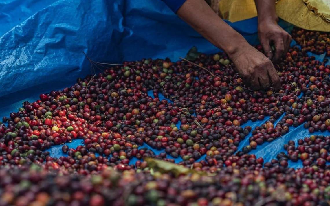 Falta mano de obra, se retrasa cosecha de café en