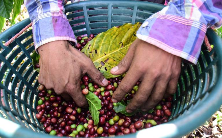 Café de Chiapas apuntala exportaciones, ingresan 90 MdD: Salazar - Diario  del Sur | Noticias Locales, Policiacas, sobre México, Chiapas y el Mundo