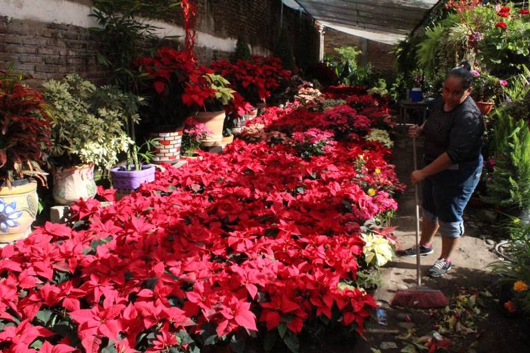 La flor de nochebuena una tradición que no se pierde - Diario del Sur |  Noticias Locales, Policiacas, sobre México, Chiapas y el Mundo