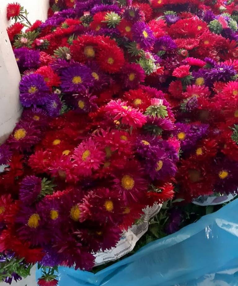 Por los suelos venta de flores en Chiapas: comerciantes, flores,  tradiciones, ingresos, dinero, pandemia, - Diario del Sur | Noticias  Locales, Policiacas, sobre México, Chiapas y el Mundo