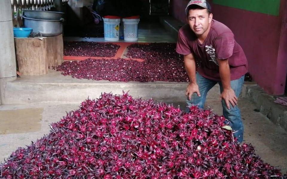 productores, ingresos, campo, agrícola, agricultura, Campesinos del  Soconusco rescatan la flor de Jamaica - Diario del Sur | Noticias Locales,  Policiacas, sobre México, Chiapas y el Mundo