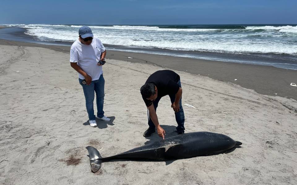 Encuentran delfín muerto en Playa Linda, Semar lo sepultará - Diario del  Sur | Noticias Locales, Policiacas, sobre México, Chiapas y el Mundo